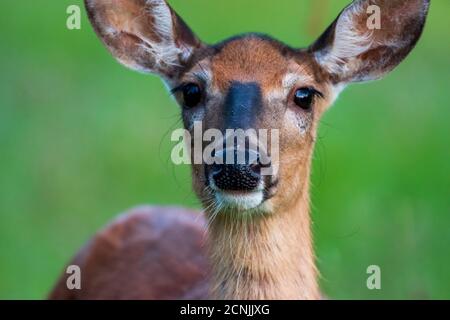 Portrait d'un cerf de Mule doe Banque D'Images