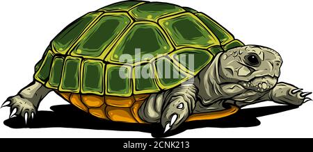 Icône de vecteur tortue.icône de vecteur tortue isolée sur fond blanc tortue. Illustration de Vecteur