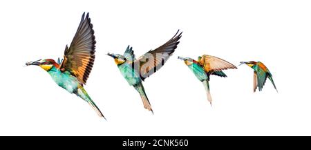 ensemble de magnifiques oiseaux colorés isolés sur blanc Banque D'Images