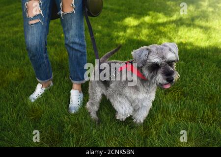 Le propriétaire du chien marche son beau chien Schnauzer dans le parc. Vue rapprochée. Concept d'amour pour les animaux. Meilleurs amis Banque D'Images