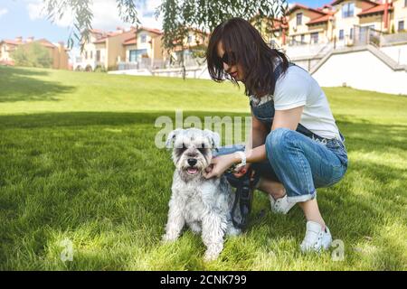 Le propriétaire du chien marche son beau chien Schnauzer dans le parc. Vue rapprochée. Concept d'amour pour les animaux. Meilleurs amis Banque D'Images