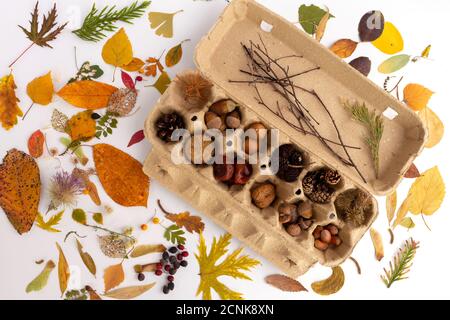 Nature composition abstraite. Feuilles d'automne plates, de style rustique, sur fond blanc, kit pour l'artisanat en matériaux naturels, glands, châtaignes, cônes et autres matériaux forestiers, étalages d'automne plats, Banque D'Images