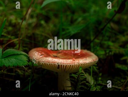 Champignon de la feuille de bouleau rouge qui se hidding dans la mousse de forêt tropicale verte Banque D'Images