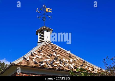 Colombes et pigeons assis sur le toit sous le pigeonnier Banque D'Images