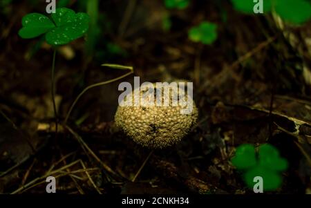 Champignons Puffball poussant dans une forêt de pluie verte, arrière-plan flou Banque D'Images