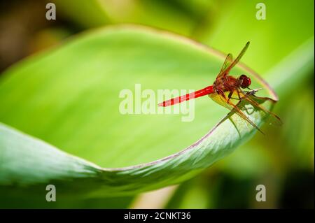 Libellule rouge sur un congé vert épais dans un jardin. Banque D'Images