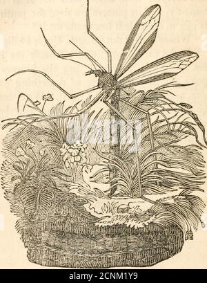 . Histoire naturelle; ou, les conversations de l'oncle Philip avec les enfants sur les outils et les échanges entre animaux de qualité inférieure . Ovipositor et les oeufs de la mouche de la grue. 176 LES CONVERSATIONS SUR NE sont pas aussi grandes que l'image. Anici est un dessin d'un seul ennuyeux. Ponte-mouche oviposting, et la larve en dessous, dans la terre, les racines d'herbe d'animaux. Quels sont les bons pincers, UnclePhilip: Mais allez-vous nous dire une chose que nous souhaitons savoir ? Parler de la grue - HISTOIRE NATURELLE. 177 fly m'en a mis à l'esprit: l'autre jour où nous étions assis ensemble à l'école, et que nous avons passé la tête était couverte d'humour Banque D'Images