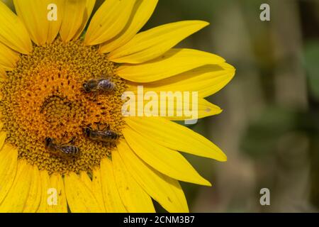 Gros plan des abeilles collectant le nectar dans un tournesol Banque D'Images