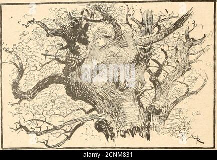 . 1430; . — Où vas-tu donc, pauvre crarçon ? Une longue partie de la route, parut à Jehan exténué un bonposte pour la présence de Bonvarlet. II trouva dans les branchesdun chêne une place point troj) mouillée et assez comprour arpenteur la route. — et la patience des locataires, la patience ! Monologueua Jehanune fois installé, et ne pas le douillet. Dabord, cestentendu, je ne suis pas fatigué, je nai pas fiaim, je nai pasfroid, je ne suis pas mouillé! Nous causerons de toutes cesbestises-Ià plus tard, quand jaurai tiré maître Bonvarlet du 6 les ASSIÉGÉS DE COMPIÉGAE danger qui le menace... Mais pa Banque D'Images