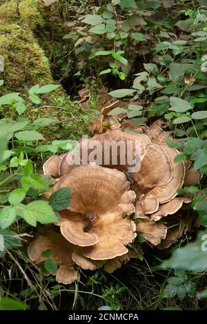 Polypore géant: Meripilus giganteus. Surrey, Royaume-Uni Banque D'Images