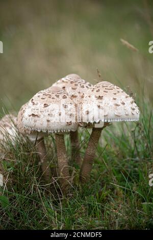 Champignon du parasol : Macrolepiota procera. Sussex, Royaume-Uni. Comestibles. Banque D'Images