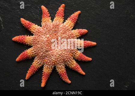 Une sunstar commune, Crossaster papposus, photographiée sur fond d'ardoise sombre. Dorset Angleterre GB Banque D'Images