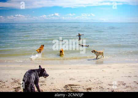 Femme jouant avec un groupe de chiens dans la mer, Floride, États-Unis Banque D'Images