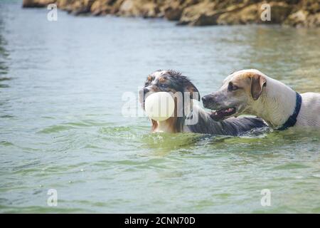 Deux chiens jouant avec une balle dans l'océan, Floride, États-Unis Banque D'Images