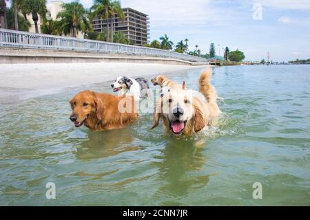 Cinq chiens marchant dans l'océan, Floride, États-Unis Banque D'Images