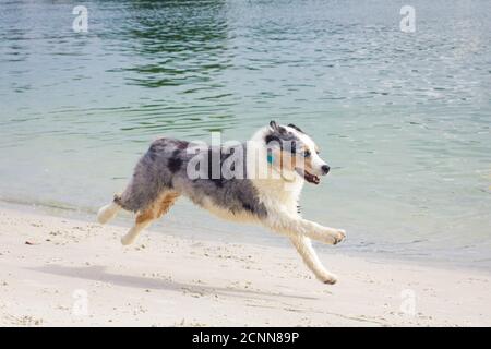 Blue merle berger australien qui longe la plage, Floride, États-Unis Banque D'Images