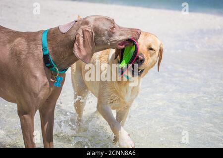 Deux chiens jouant avec un Frisbee dans l'océan, Floride, États-Unis Banque D'Images