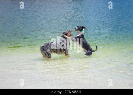 Deux chiens jouant dans l'océan, Floride, États-Unis Banque D'Images