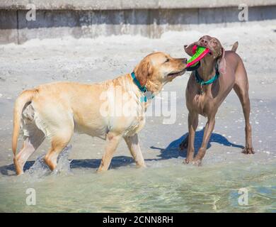 Deux chiens jouant avec un Frisbee sur la plage, Floride, États-Unis Banque D'Images