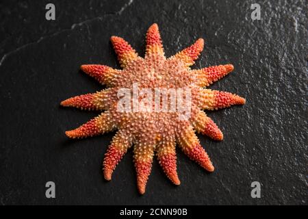 Une sunstar commune, Crossaster papposus, photographiée sur fond d'ardoise sombre. Dorset Angleterre GB Banque D'Images