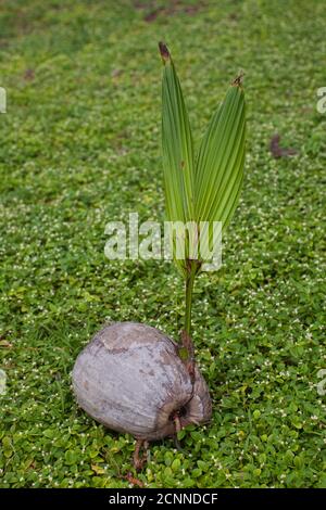 Une seule noix de coco située sur le sol qui a déjà germé de nouvelles feuilles prêtes à pousser dans une nouvelle paume arbre Banque D'Images