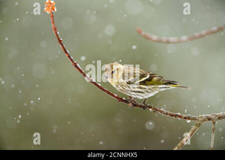 Siskin de pin (Carduelis pinus) perché au début de la tempête de neige du printemps, Grand Sudbury, Ontario, Canada Banque D'Images