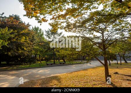 Un parc à Séoul avec des arbres aux couleurs de l'automne, dans le domaine du Palais Gyeongbokgung, en Corée du Sud Banque D'Images