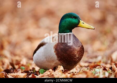 Le Canard colvert (Anas platyrhynchos), Drake Banque D'Images