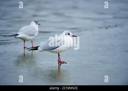 Goéland à tête noire (Chericocephalus ridibundus), lac, glace, latéral, stand Banque D'Images