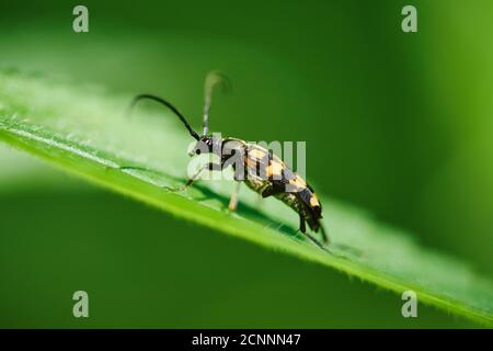 Buck à tête étroite à quatre bandes (Leptura quadrifasciata), feuille, latéral, debout Banque D'Images