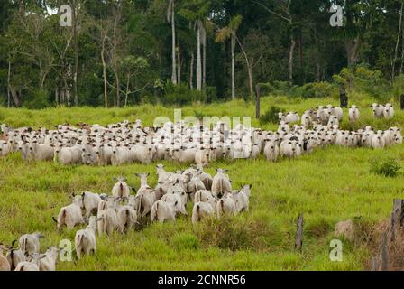 Accaparement des terres, élevage de bétail et déforestation à Flona do Jamanxim ( Floresta Nacional do Jamanxim / Forêt nationale de Jamanxim ), État de Para, forêt amazonienne, Brésil - occupation illégale des terres du gouvernement. Banque D'Images