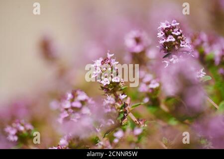 Thym (Thymus vulgaris), fleur, gros plan Banque D'Images