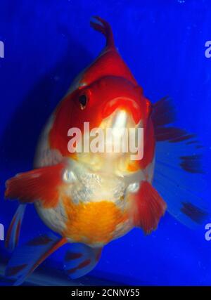 Ryukin ou poisson rouge japonais à queue de fané (Carassius auratus) Banque D'Images