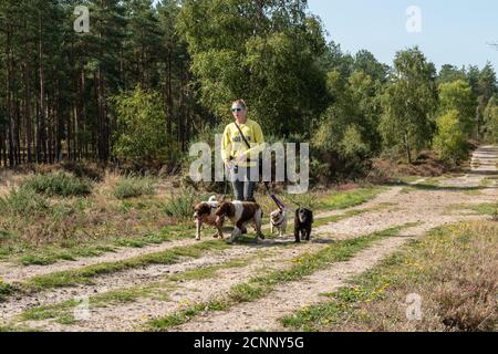 Professionnel chien marcheur prenant beaucoup de chiens pour une promenade dans la campagne, Royaume-Uni Banque D'Images