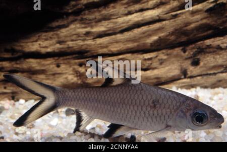 Requin argenté ou Bala, Balantiocheilos melanopterus Banque D'Images