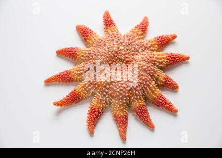 Une sunstar commune, Crossaster papposus, photographiée sur fond blanc. Dorset Angleterre GB Banque D'Images