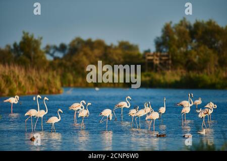 Grand flamants roses (Phoenicopterus roseus), colonie, mer, latéralement, stand Banque D'Images
