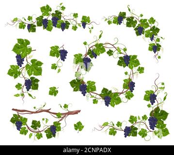 Plante d'escalade de Grapevine avec ensemble de raisins violets, illustration à vecteur plat isolée. Réducteur de vitesse rampante de vigne. Illustration de Vecteur
