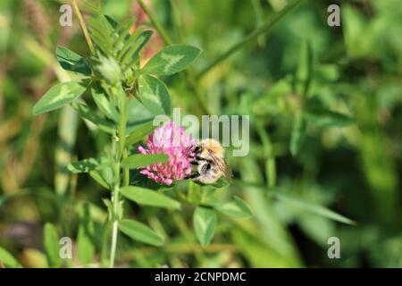 L'abeille suce le nectar d'une fleur de trèfle rouge Banque D'Images
