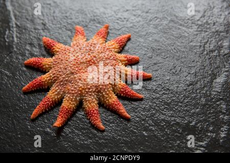 Une sunstar commune, Crossaster papposus, photographiée sur fond d'ardoise sombre. Dorset Angleterre GB Banque D'Images