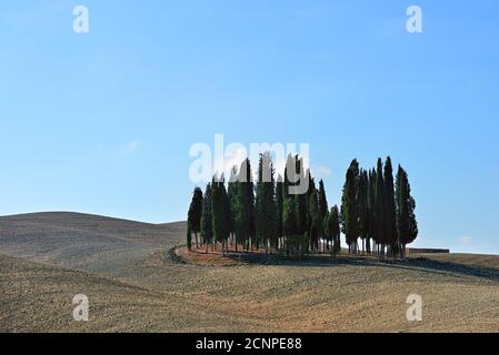 Paysage rural idyllique de Toscane avec cyprès, Italie, Europe. Le champ d'automne a été labouré sur les collines de Crete Senesi au lever du soleil. Banque D'Images