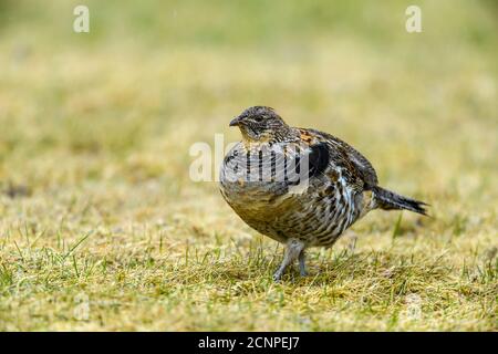 Gélinotte huppée (Bonassa umbellus) sur une pelouse du printemps, Grand Sudbury, Ontario, Canada Banque D'Images