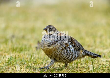 Gélinotte huppée (Bonassa umbellus) sur une pelouse du printemps, Grand Sudbury, Ontario, Canada Banque D'Images