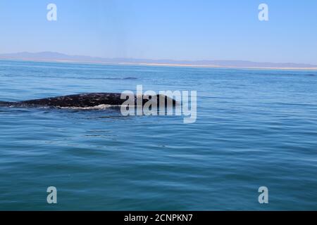 Baleine grise Baja California sur, Mexique Banque D'Images