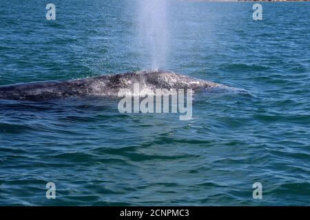 Baleine grise Baja California sur, Mexique Banque D'Images