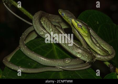 Les serpents de Cope (Oxybelis brevirostris) s'enroulent ensemble sur une branche d'arbre dans la forêt équatoriale équatorienne.