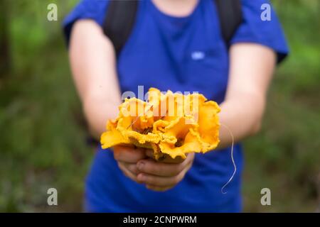 Mains de femmes humaines tenant un tas de chanterelles Banque D'Images
