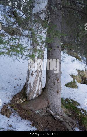 L'épinette et le bouleau sont profondément entrelacés par les racines, il semble que les arbres s'embrassent les uns les autres Banque D'Images