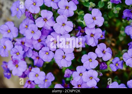 Coussin bleu jardin (Aubrieta ◊ cultorum), floraison, gros plan Banque D'Images