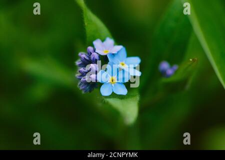 Forêt Forget-me-not (Myosotis sylvatica), fleurs, gros plan Banque D'Images